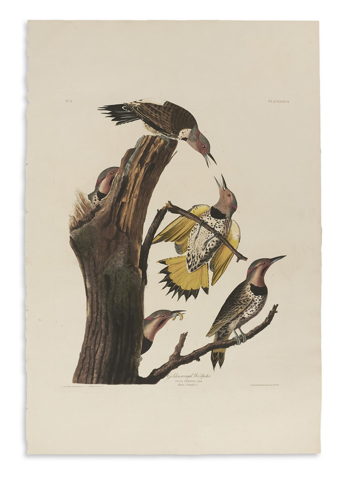 AUDUBON, JOHN JAMES. Golden-Winged Woodpecker. Plate XXXVII.